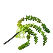 SUKKULENTE - Grün, Kunststoff (30cm) - ASA SUKKULENTE - Grün, Kunststoff (30cm) - ASA